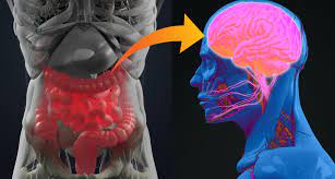 LAS BACTERIAS INTESTINALES Y LA SALUD MENTAL
